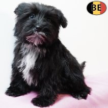 Schnoodle (Poedel X Schnauzer) 011125 F(BE6001) 040226.jpg