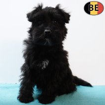 Schnoodle (Poedel X Schnauzer) 011125 M(BE6002) 040226.jpg