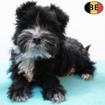 Schnoodle (Poedel X Schnauzer) 011125 M(BE6013) 040226.jpg