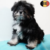 Schnoodle (Poedel X Schnauzer) 011125 M(BE6117) 040226.jpg