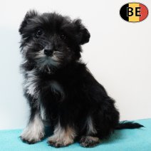 Schnoodle (Poedel X Schnauzer) 011125 M(BE6121) 040226.jpg