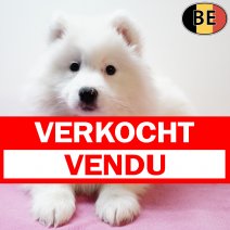 Samojeed 021225 F(BE4701) 040226 verkocht - vendu.jpg