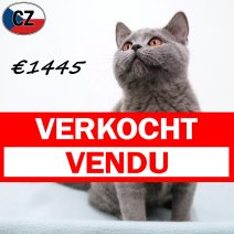 Britse Korthaar 240925 M(CZ9277) 280126 verkocht - vendu.jpg