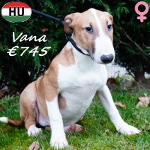 Bull Terrier 300625 Vana F(HU7315) 231225..jpg