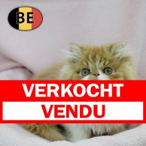 Exotic 131025 F (BE1212) 160126 verkocht - vendu.jpg
