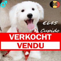 Maltezer Cupido 020925 M(BE0759) 040226 verkocht - vendu.jpg
