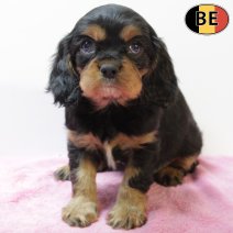 Cavalier King Charles 011225 F(BE5945) 060226.jpg