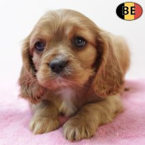 Cavalier King Charles 011225 F(BE6136) 060226.jpg