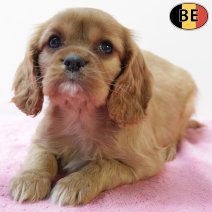 Cavalier King Charles 011225 F(BE6172) 060226.jpg