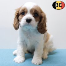 Cavalier King Charles 011225 M(BE6114) 060226.jpg