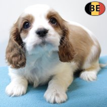 Cavalier King Charles 011225 M(BE6130) 060226.jpg