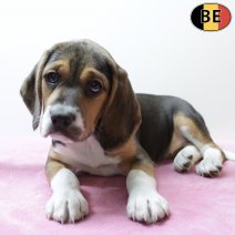 Beagle 301125 F(BE5934) 060226.jpg