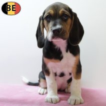 Beagle 301125 F(BE6109) 060226.jpg