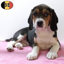 Beagle 301125 F(BE6126) 060226.jpg