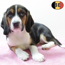 Beagle 301125 F(BE6129) 060226.jpg