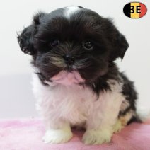 Lhasa Apso 101225 F(BE6127) 060226.jpg