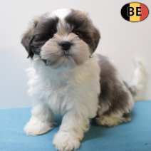 Lhasa Apso 101225 M(BE6120) 060226.jpg