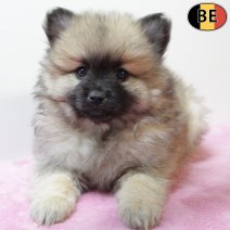 Keesje 101225 F(BE6106) 060226.jpg