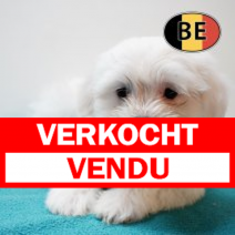 Maltezer 291125 M (BE6171) 280126.verkocht-vendu.png