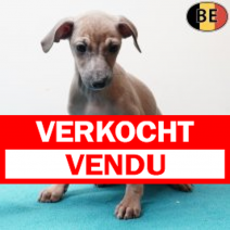 Italiaanse Windhond 130925 M(BE5309) 211125.verkocht-vendu.png