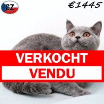 Britse Korthaar 240925 M(CZ9278) 280126 verkocht - vendu.jpg
