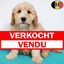 Cockapoo 121025 M(BE1102) 030126 verkocht - vendu.jpg