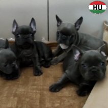 Franse Bulldog pups (HU) beschikbaar 100326..jpg