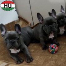 Franse Bulldog pups (HU) beschikbaar 100326.jpg