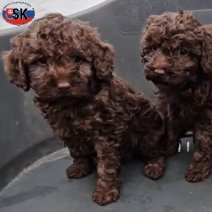 Chocolat Dwergpoedel (SK) Beschikbaar eind feb 2026..jpg