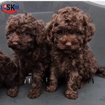 Chocolat Dwergpoedel (SK) Beschikbaar eind feb 2026.jpg