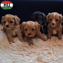 Cavapoo pups (HU) beschikbaar op 100326..jpg