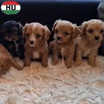 Cavapoo pups (HU) beschikbaar op 100326.jpg