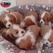 Cavalier King Charles pups (SK) Beschikbaar 100326.jpg