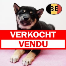Shiba Inu 031225 F (BE6083) 280126 verkocht - vendu.jpg