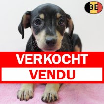 Pinscher 051225 F(BE6149) 060226 verkocht - vendu.jpg