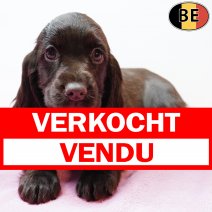 Engelse Cocker 251125 F(BE2741) 280126 verkocht - vendu.jpg