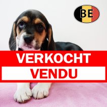 Beagle 251125 F (BE6833) 210126 verkocht - vendu.jpg