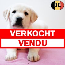 Labrador 031225 F(BE4435) 040226 verkocht - vendu.jpg