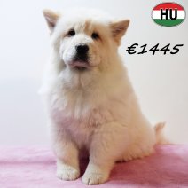 Chow Chow 141025 F(HU8970) 110226.jpg