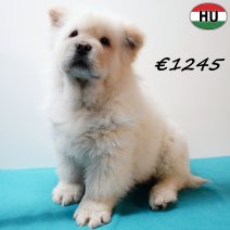 Chow Chow 141025 M(HU8964) 110226.jpg