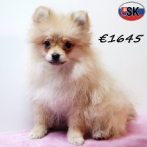 Keesje 181025 F(SK0984) 110226.jpg