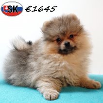 Keesje 181025 M(SK1016) 110226.jpg