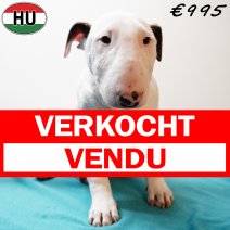 Bull Terrier 081025 M(HU8543) 280126 verkocht - vendu.jpg