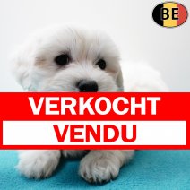 Maltezer 291125 M(BE6049) 280126 verkocht - vendu.jpg