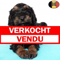 Cockapoo 201025 M(BE1101) 030126 verkocht - vendu.jpg