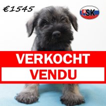 dwergschnauzer 290925 M (SK2167) 130126 verkocht - vendu.jpg