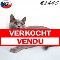 Britse Korthaar 240925 M(CZ9273) 280126 verkocht - vendu.jpg