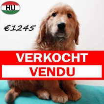 Golden Retriever 091025 M(HU8614) 280126 verkocht - vendu.jpg