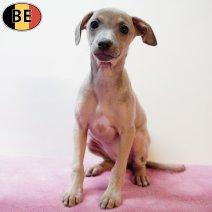 Italiaanse Windhond 081225 F(BE2247) 110226.jpg