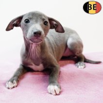 Italiaanse Windhond 081225 F(BE2271) 110226.jpg